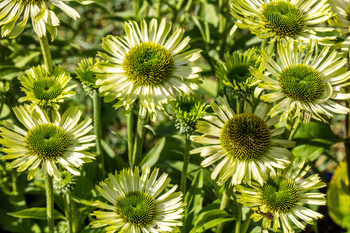 ECHINACEA  'Green Jewel' Jeżówka ‘Green Jewel’