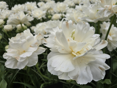 Tulipan Mount Tacoma 10/11