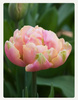 Tulipan Pink Star 10/11