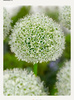 Czosnek White Giant, Allium White Giant 24+