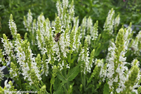 Salvia nemorosa 'Schneehugel', Szałwia omszona 'Schneehugel' 1,5L