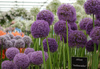 Czosnek ozdobny Ambassador, Allium Ambassador 28/30