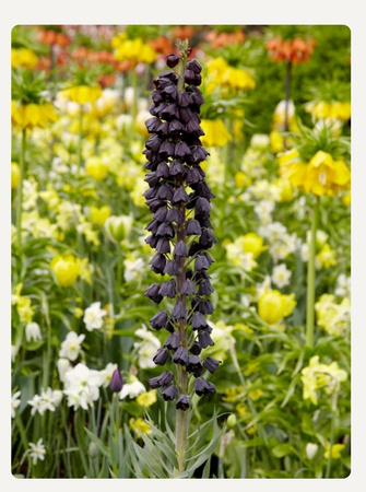 Fritillaria persica 'Adiyaman' 18/20