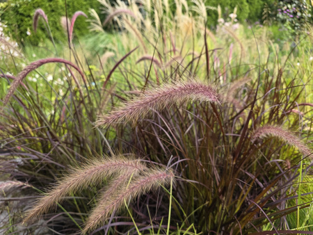 Pennisetum alopecuroides 'Rubrum', Rozplenica purpurowa 'Rubrum' 3L