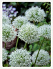 Czosnek White Giant, Allium White Giant 24+