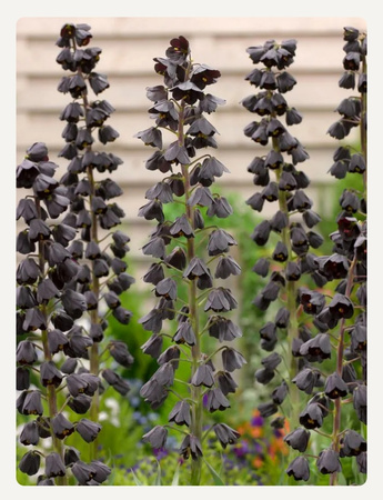 Fritillaria persica 'Adiyaman' 18/20