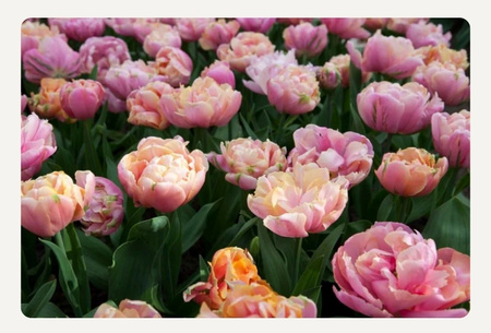 Tulipan Pink Star 10/11