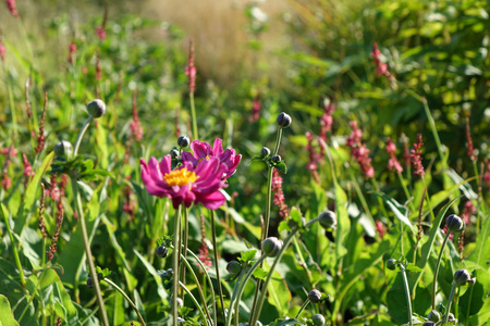Anemone x hybrida 'Prinz Heinrich' 2L