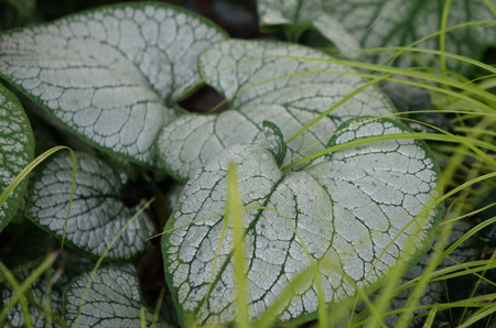 Brunnera macrophylla ‘Silver Heart’ Brunera wielkolistna ‘Silver Heart’