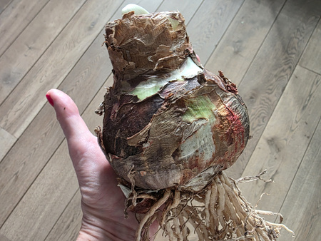 Hippeastrum Cherry Nymph, Zwartnica Cherry Nymph 32/34