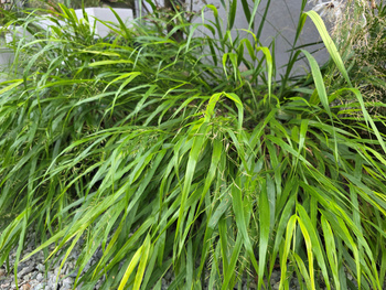 Hakonechloa macra 'Greenhills' 2 L