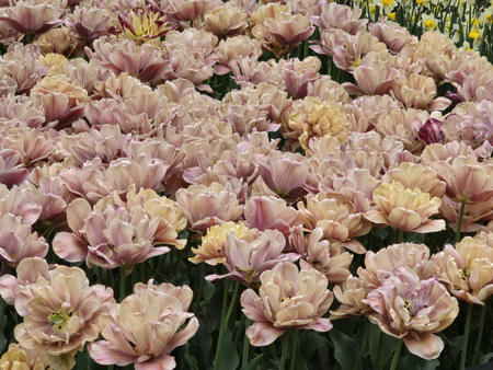 Tulipan Belle Epoque 12+