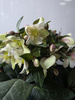 Helleborus Monte Christo