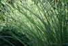 Miscanthus sinensis 'Morning Light' Miskant  'Morning Light'  1,5L
