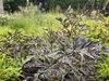 Sambucus nigra Eva 'Black Lace' , Bez czarny Eva 'Black Lace'