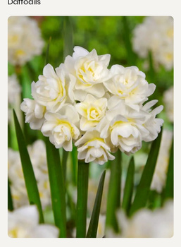 Narcissus Erlicheer 15/17