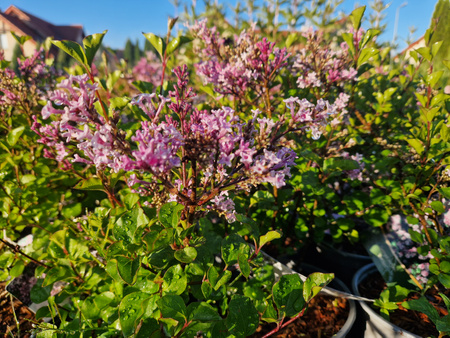 Syringa meyeri 'Palibin' , Lilak meyera 'Palibin' 2L