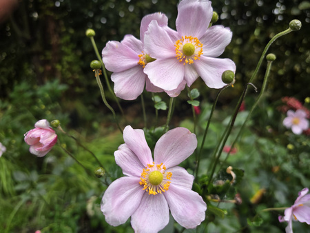Anemone x hybrida 'Konigin Charlotte' , Zawilec japoński 'Konigin Charlotte' 2L
