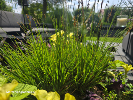 Molinia caerulea 'Heidezwerg' trzęślica modra 'Heidezwerg’' 1L