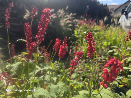 Polygonum amplexicaule ‘J.S. Caliente’ Rdest himalajski ‘J.S. Caliente’