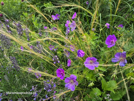 Geranium ‘Rozanne’ Bodziszek ‘Rozanne’ 1,5 L
