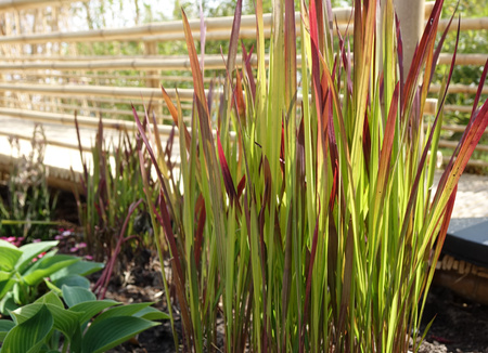 Imperata Red Baron 1,5L