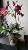 Helleborus Red Romance HGC Ice N'Roses
