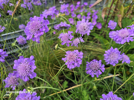 Scabiosa columbaria Butterfly Blue, Drakiew gołębia 'Butterfly Blue’ 1,5 L