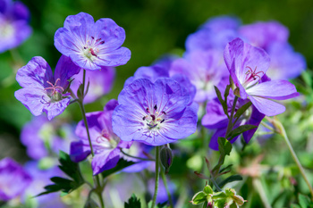 Geranium ‘Rozanne’  Bodziszek ‘Rozanne’ 1,5 L