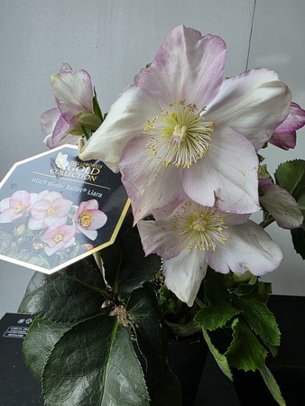 Helleborus Liara HGC Winter Ballet
