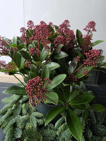 Skimmia japonica 'Rubella' , skimmia japońska 'Rubella'