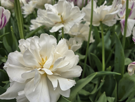 Tulipan Mount Tacoma 10/11