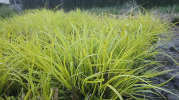 Pennisetum 'Inti' rozplenica 'Inti' 2L