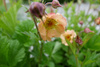 Geum 'Mai Tai', Kuklik 'Mai Tai' 1,5 L