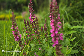 Salvia nemorosa ‘Marvel’ rose, szałwia omszona 'Marvel' rose
