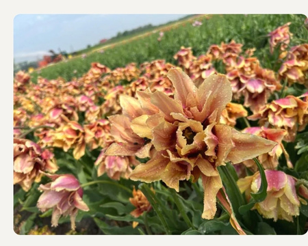 Tulipan Callahan 12+