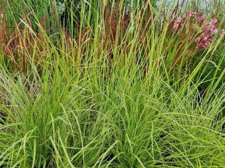 Carex montana 'Raureif' 1,5L