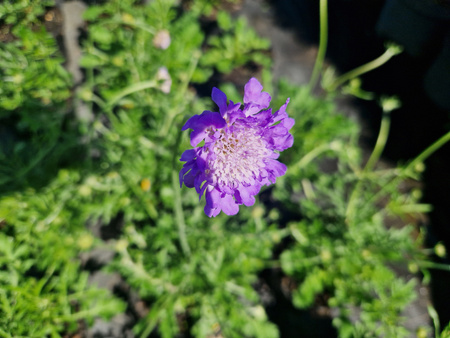 Scabiosa columbaria Butterfly Blue, Drakiew gołębia 'Butterfly Blue’