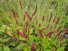 Rdest Black Field, Persicaria amplexicaulis ‘Blackfield’ 2L