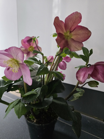 Helleborus Lulu – HGC Winter Ballet