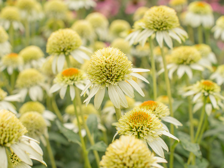 Echinacea 'Milkshake'  , Jeżówka 'Milkshake' 2L