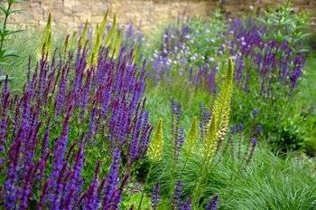 Salvia nemorosa 'Caradonna Compact',  Szałwia Caradonna  Compact 1,5L