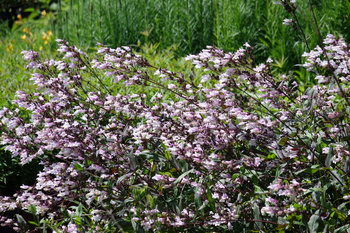 Penstemon digitalis ‘Husker Red Strain’ Penstemon palczasty ‘Husker Red Strain’ 1,5L