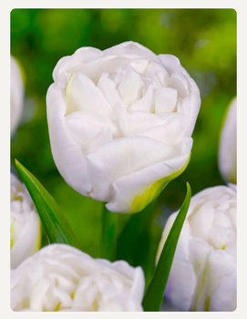 Tulipan Mount Tacoma 10/11