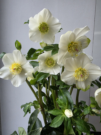 Helleborus HGC Winter Ballet White