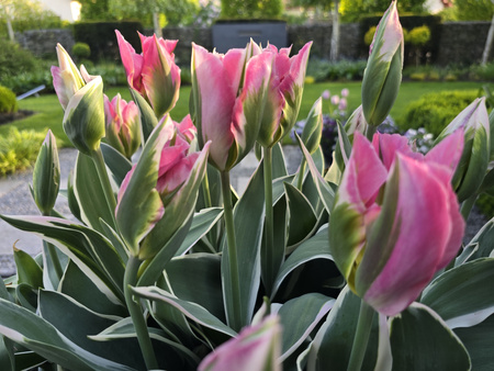 Tulipan Pink Artist 12+