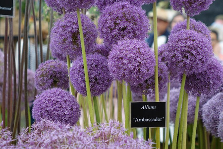 Czosnek ozdobny Ambassador, Allium Ambassador 28/30