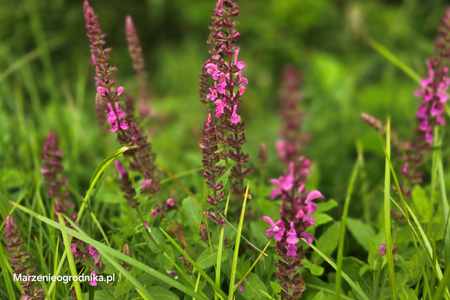 Salvia nemorosa ‘Marvel’ rose, szałwia omszona 'Marvel' rose