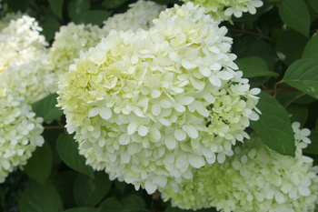 Hortensja bukietowa Limelight 3L