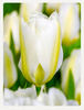 Tulipan Purissima